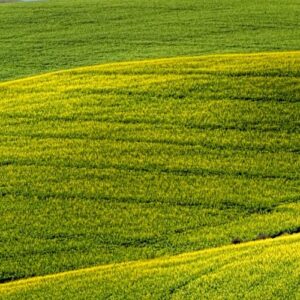 vacant-land-in-ooty