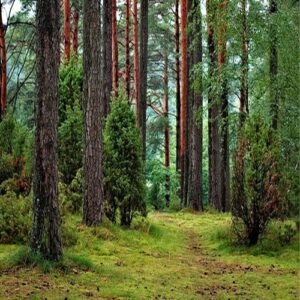 vacant-land-in-kodaikanal